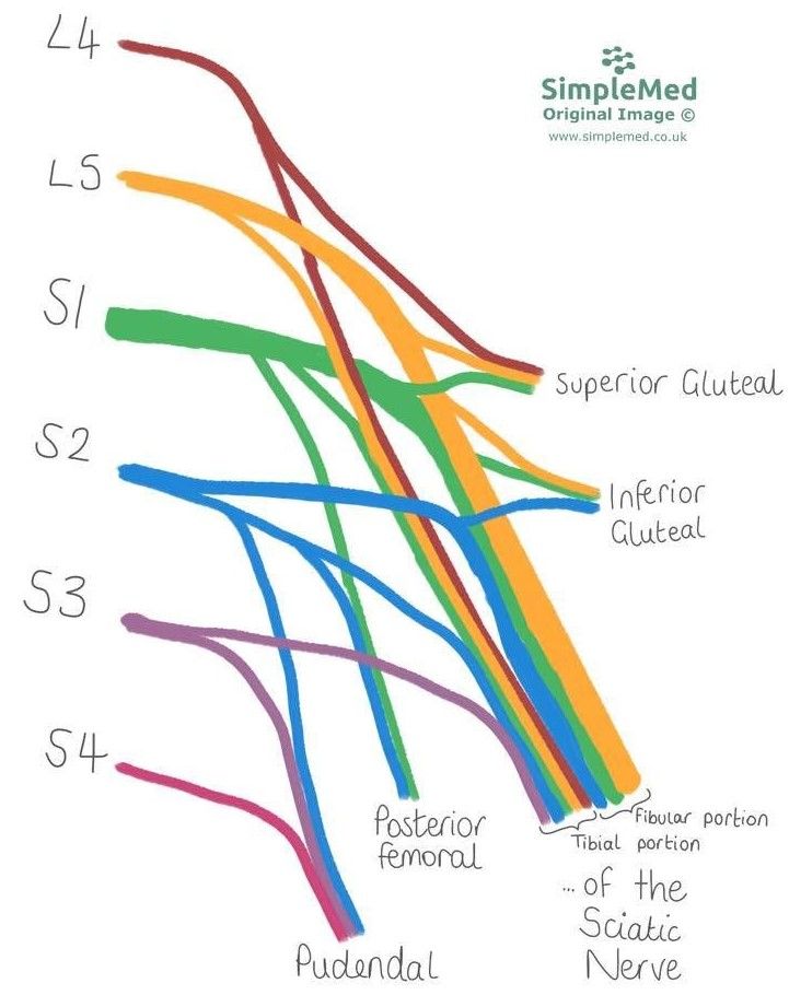 The Sacral Plexus SimpleMed The Sacral Plexus SimpleMed