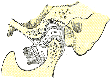 The Temporomandibular Joint SimpleMed The Temporomandibular Joint SimpleMed