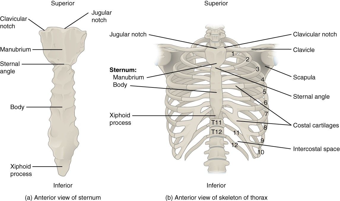 The Thoracic Cavity SimpleMed The Thoracic Cavity SimpleMed