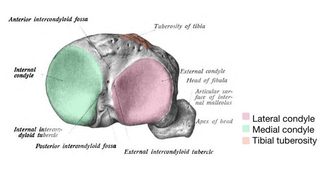 Tibia Diagram Labelled SimpleMed Tibia Diagram Labelled SimpleMed