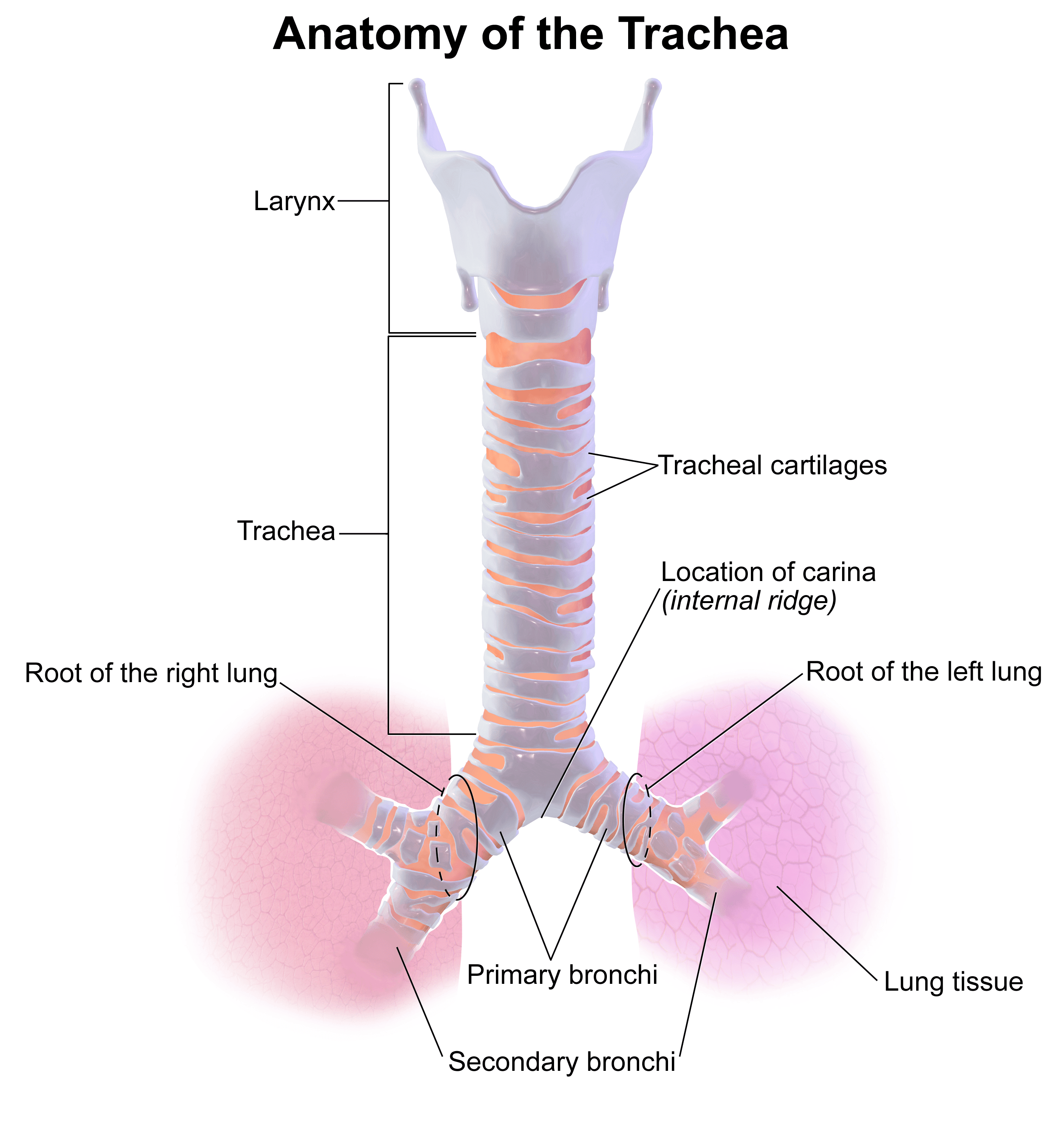 The Anatomy of the Trachea SimpleMed The Anatomy of the Trachea SimpleMed