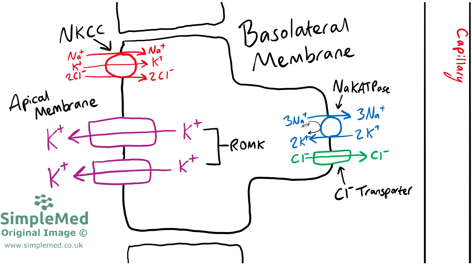Transporters in the Thick Ascending Limb of the Loop of Henle SimpleMed Transporters in the Thick Ascending Limb of the Loop of Henle SimpleMed