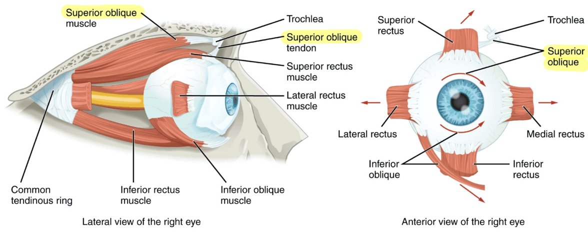 Trochlear Nerve Muscles SimpleMed Trochlear Nerve Muscles SimpleMed