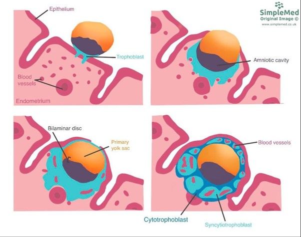 Trophoblast Differentiation and Placenta Development SimpleMed Trophoblast Differentiation and Placenta Development SimpleMed