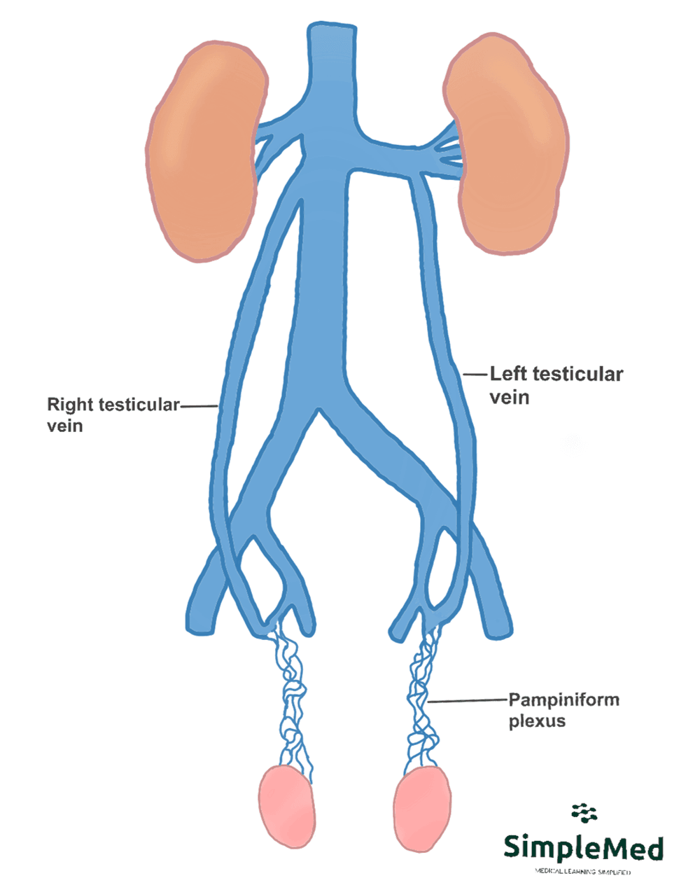 Venous Drainage of the Testes SimpleMed Venous Drainage of the Testes SimpleMed