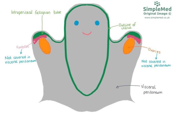Visceral Peritoneal Coverings SimpleMed Visceral Peritoneal Coverings SimpleMed