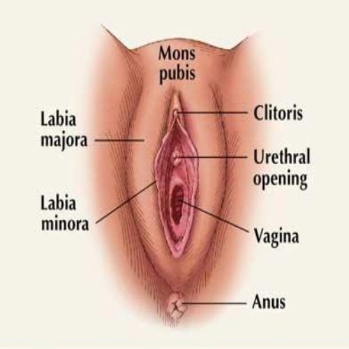 External Genitalia of the Woman SimpleMed External Genitalia of the Woman SimpleMed