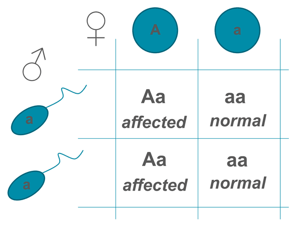 Autosomal Dominant Punnet Square SimpleMed Autosomal Dominant Punnet Square SimpleMed