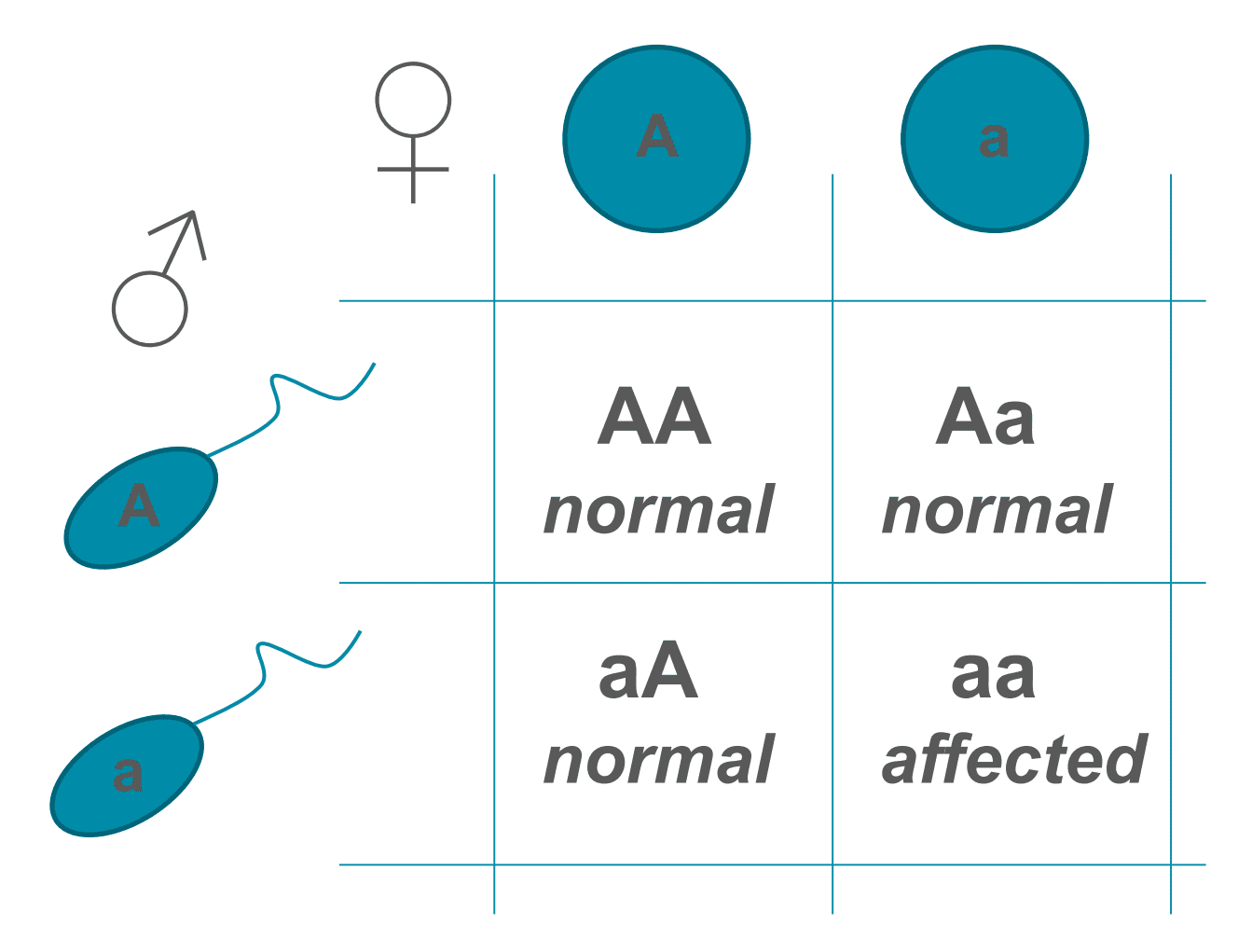 Autosomal Recessive Punnet Square SimpleMed Autosomal Recessive Punnet Square SimpleMed