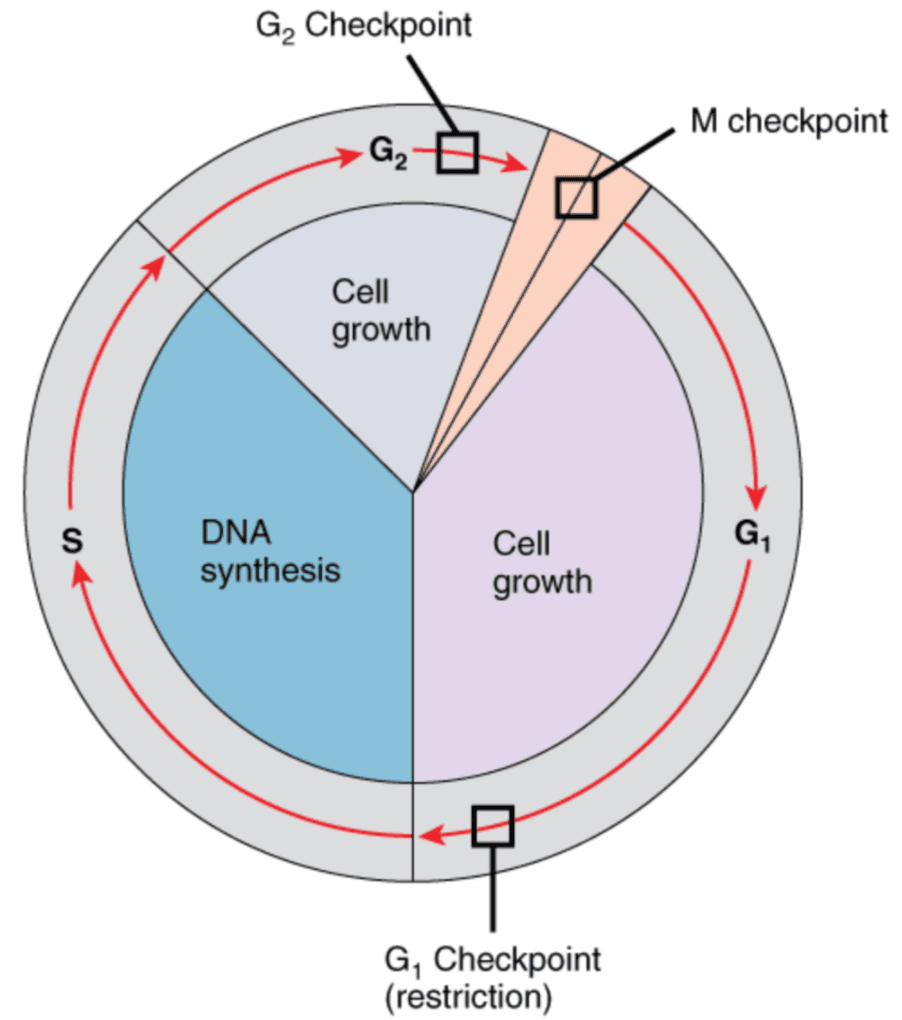The Cell Cycle SimpleMed The Cell Cycle SimpleMed