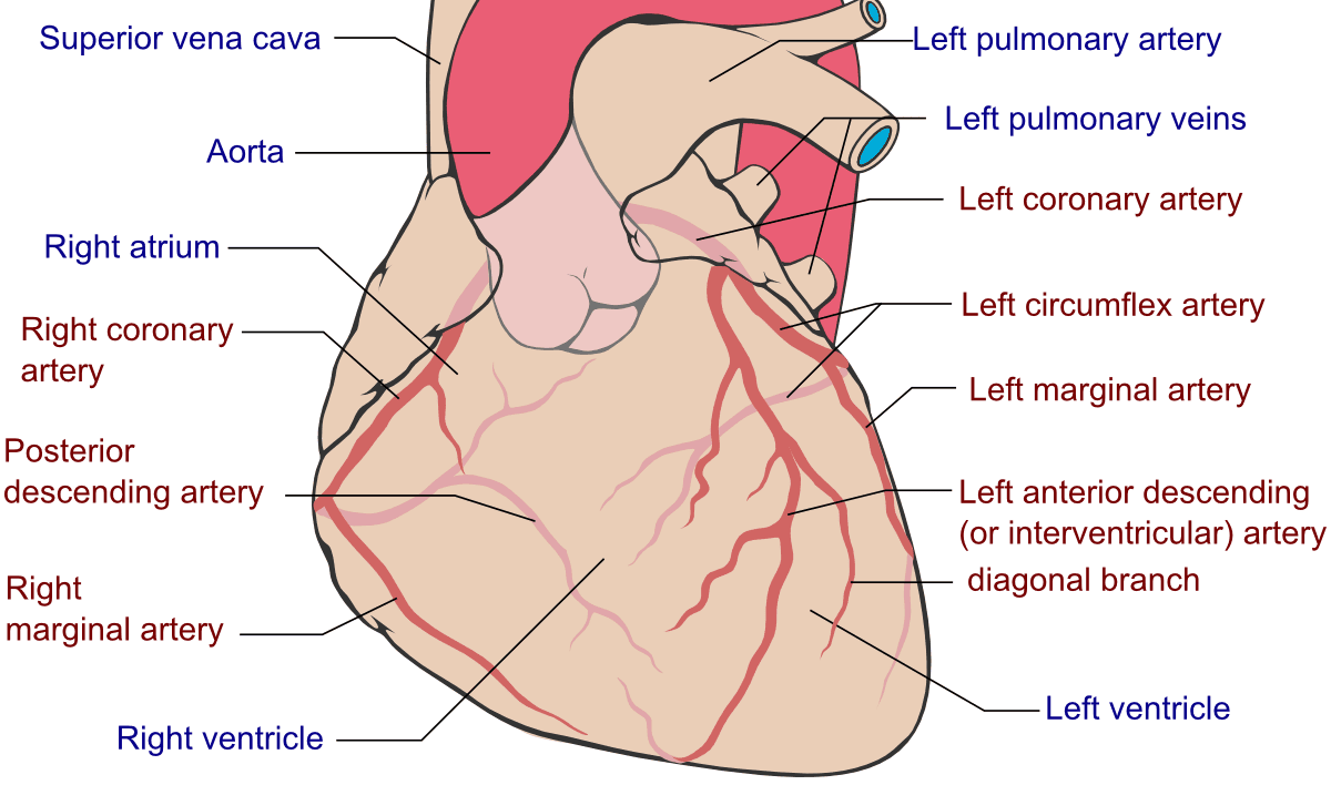 Coronary Arteries of the Heart SimpleMed Coronary Arteries of the Heart SimpleMed
