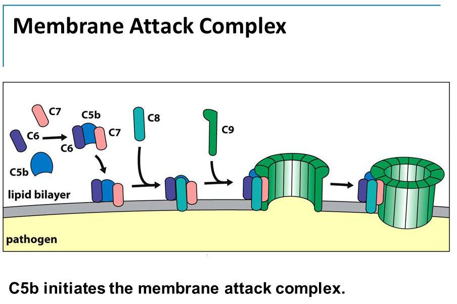Membrane Attack Complex Complement System SimpleMed Membrane Attack Complex Complement System SimpleMed