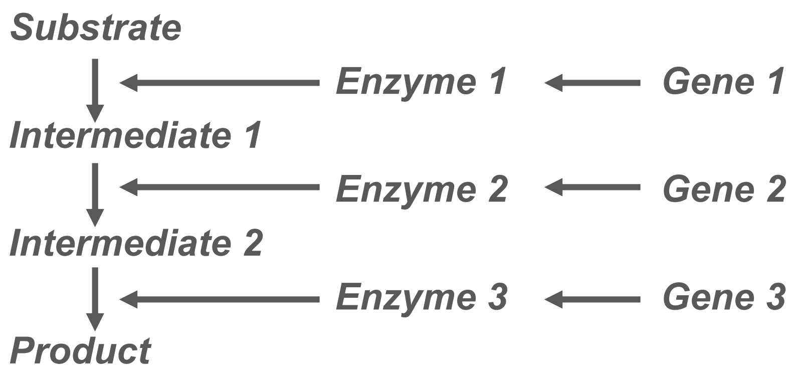 Polygenetics Diagram SimpleMed Polygenetics Diagram SimpleMed