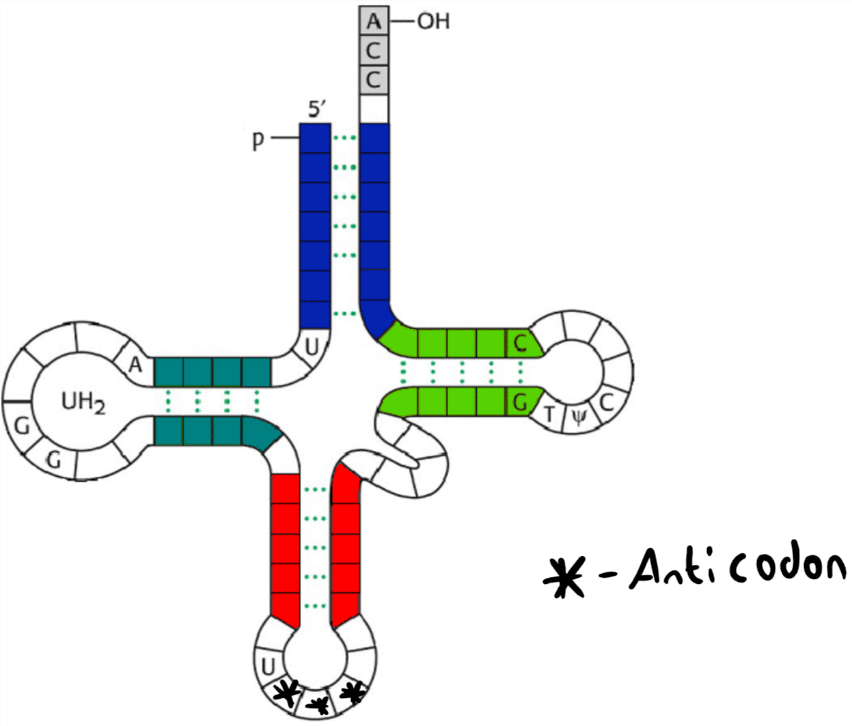 tRNA Clover Model SimpleMed tRNA Clover Model SimpleMed