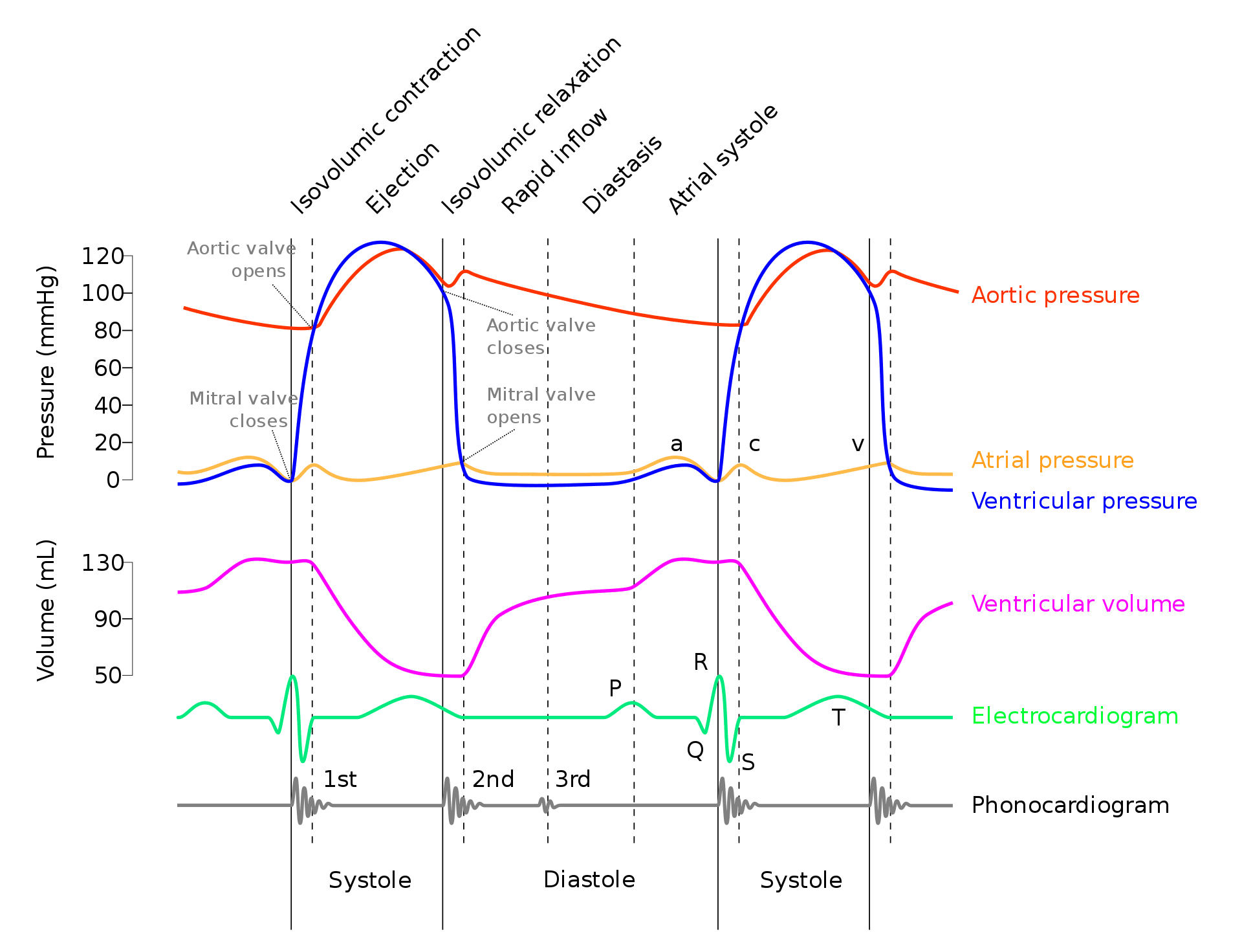 Wiggers Diagram SimpleMed Wiggers Diagram SimpleMed
