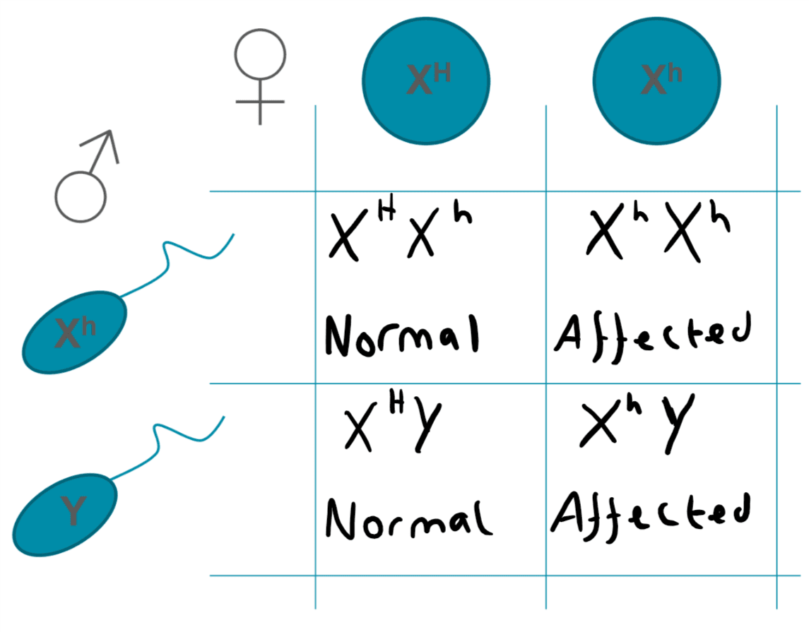 X-Linked Recessive Punnet Square SimpleMed X-Linked Recessive Punnet Square SimpleMed
