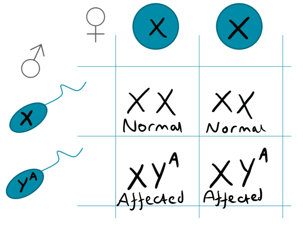 Y-Linked Punnet Square SimpleMed Y-Linked Punnet Square SimpleMed